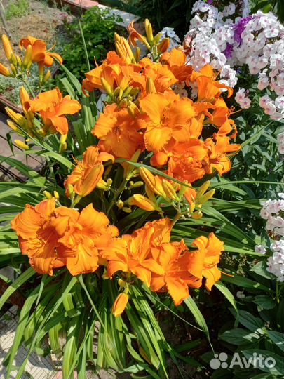 Лилейники Рокет Сити и Франс Халс. Деленки большие