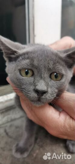 Серый котенок с грустными глазами