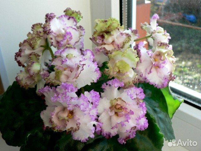 Фиалки-укоренённые листы