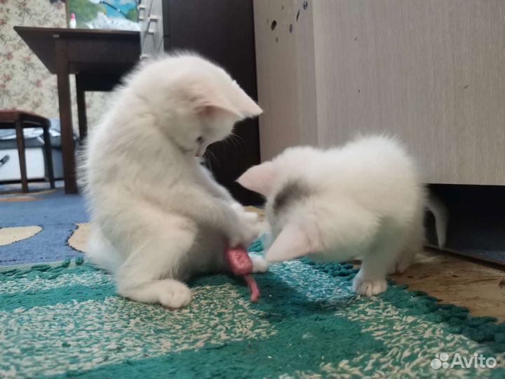 Белый котёнок