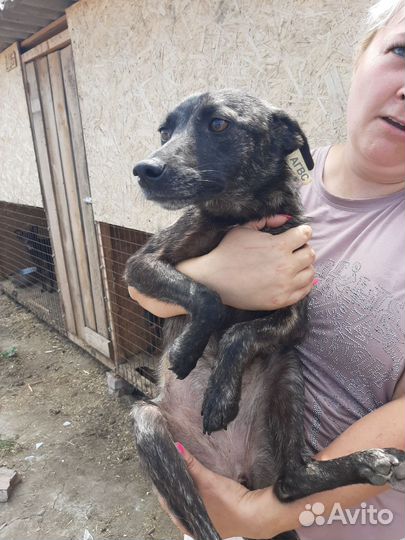 Маленькая собака в дар