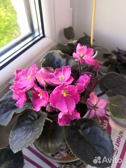 Фиалка сортовая в горшках, много разных. доставка