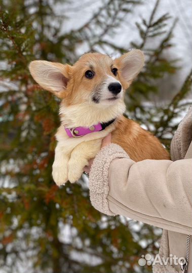 Вельш-корги пемброк