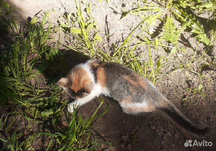 Котёнок-мышелов родителей-мышеловов в добрые руки