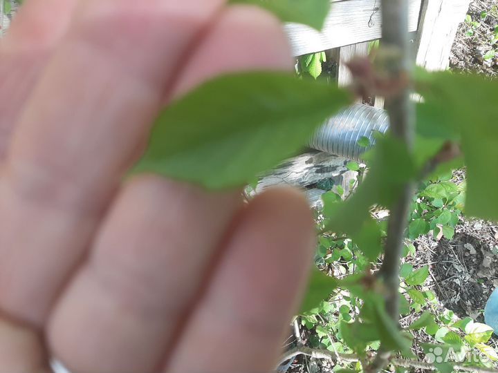 Черешня (немецкая