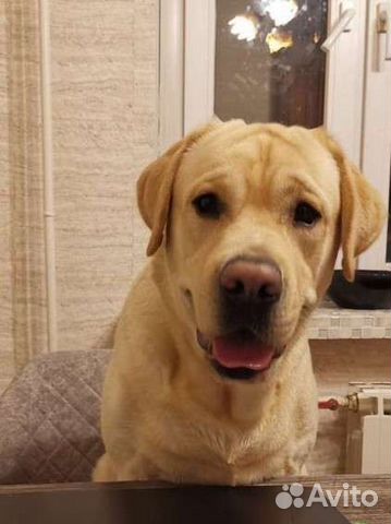 Вязка. Лабрадор кобель 3 года