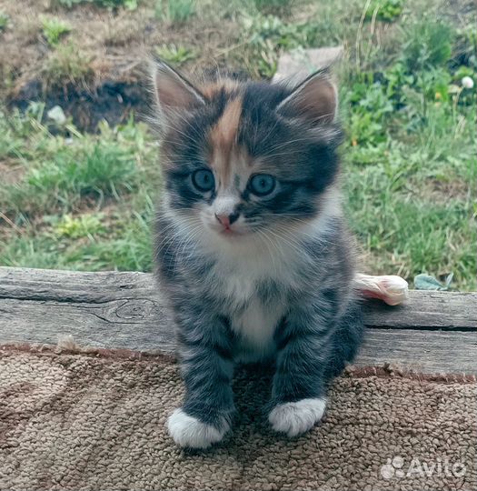 Кошка