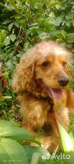 Кокер спаниель