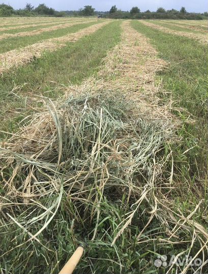 Сено в тюках