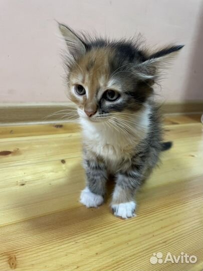 Кошка в дар бесплатно котенок