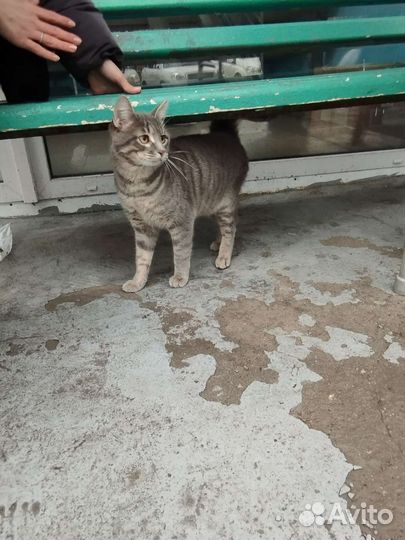 Кот ухожен никаких болезней в добрые руки