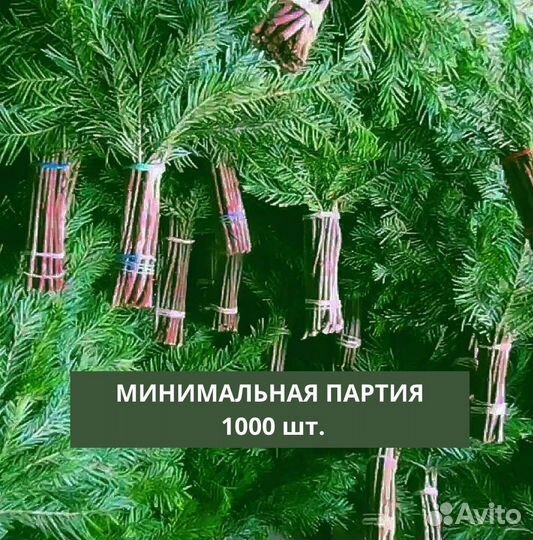 Пихтовые веники оптом