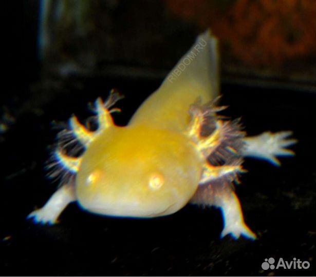 Золотые аксолотли 5-7см