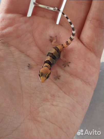 Геккон полупалый triedrus