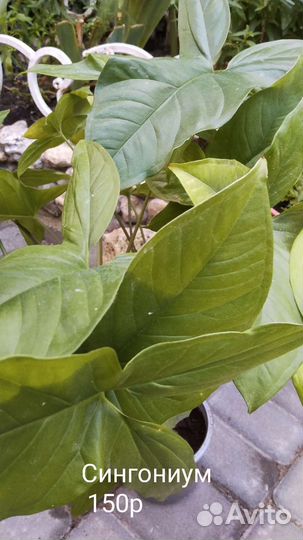 Домашние растения