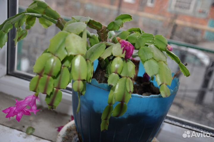 Цветы комнатные и кливия