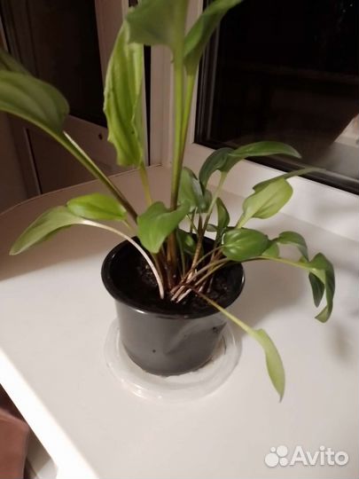 Дримиопсис