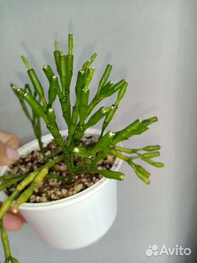 Комнатные растения