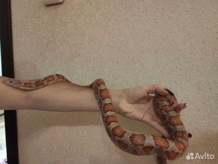 Маисовый полоз