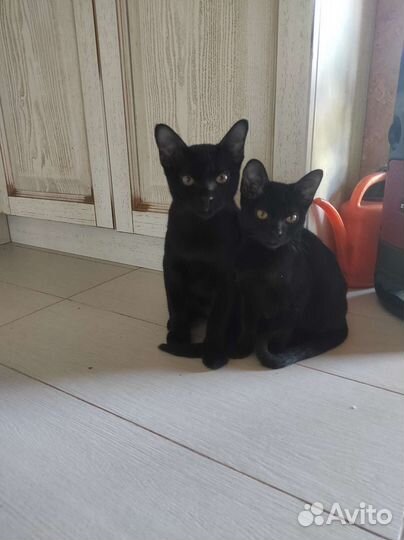 Бомбейские котята