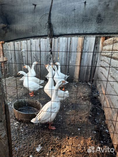 Гуси маточные