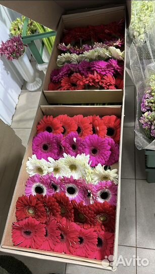 Гербера оптом