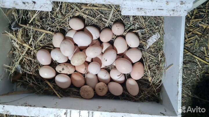 Домашние куриные и гусинные яйца