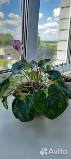 Цикламен персидский