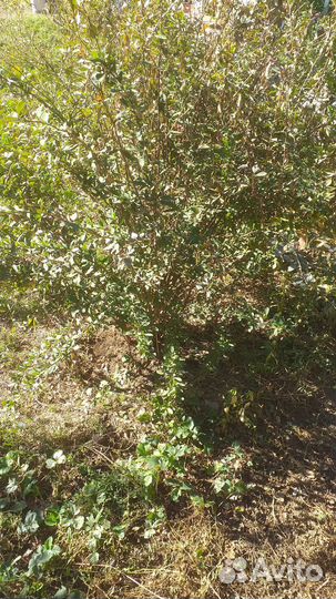 Барбарис,гранат,годжи,клюква,элеуторрокок