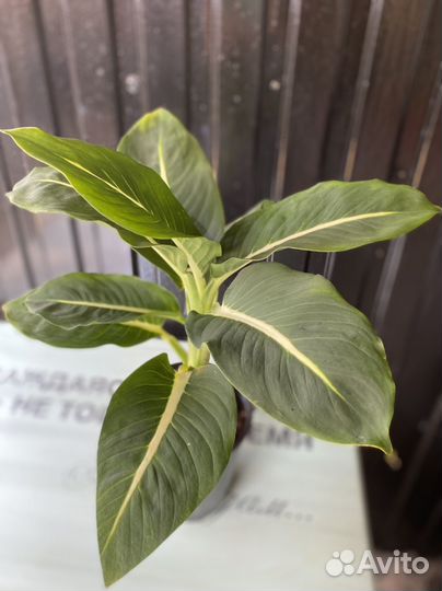 Дифенбахия Green Magic