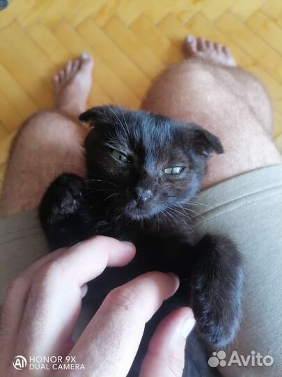 Отдам кота в добрые руки