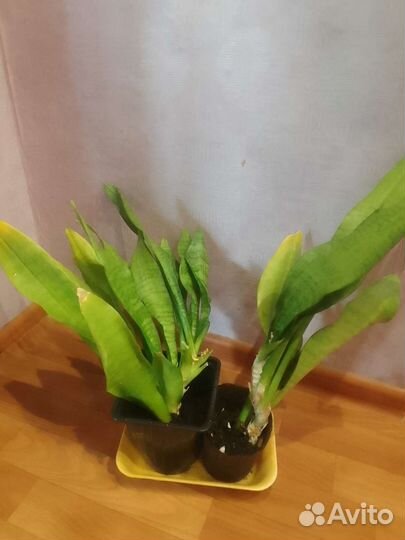 Сансевиерия