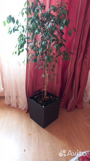 Фикус бенджамина