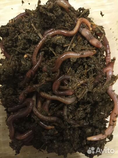 Червь навозный