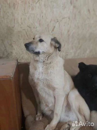 Хочу домой