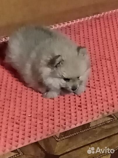 Шпиц девочка 1 месяц ждёт своих хозяев