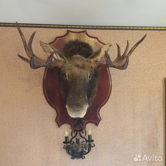 Голова Лося (чучело)