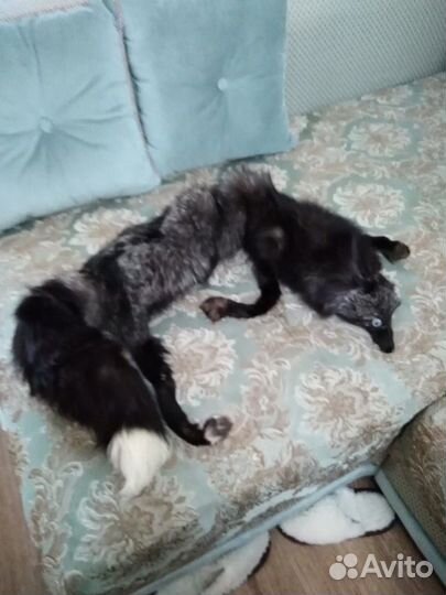 Цельная шкура чернобурой лисы