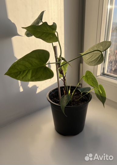 Комнатные растения цветы антуриум