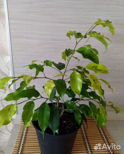 Фикус Бенджамина