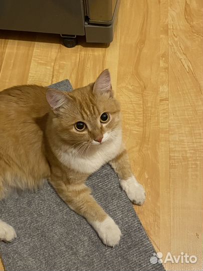 Кот в добрые руки