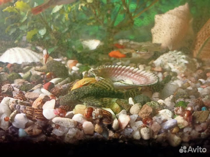 Сомики анциструсы