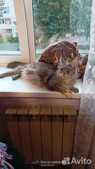 Котята мейн-кун