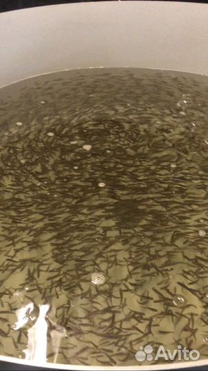 Малек форели