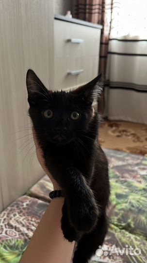Котенок в добрые руки