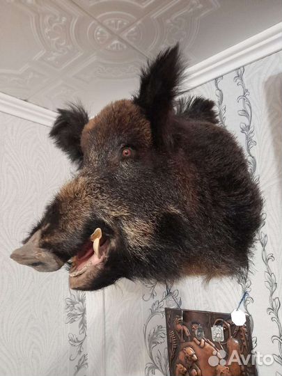 Имитация медальон голова Кабана