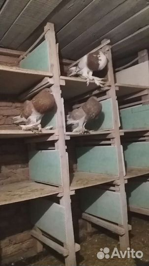 Голуби померанские дутыши