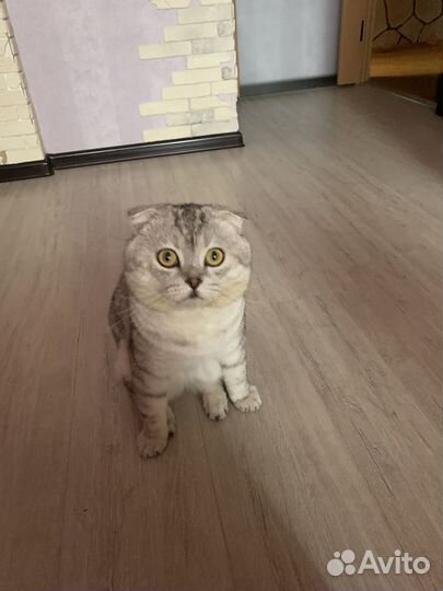 Вязка с шотландским котом