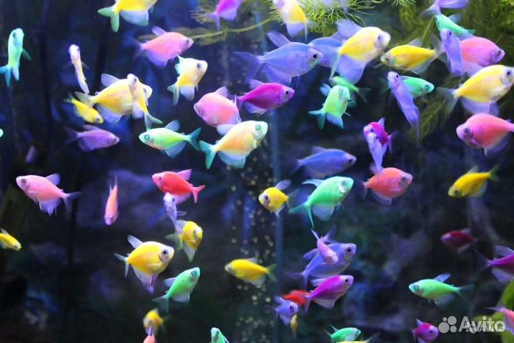 Аквариумные рыбки (своя разводня)