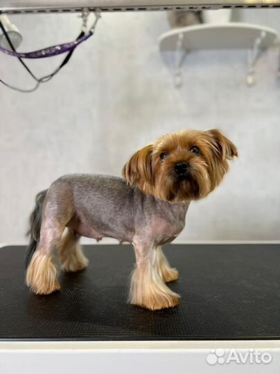 Стрижка собак и кошек. Грумер